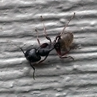 Carpenter Ant