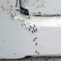 Ants_nuisanceants.jpg